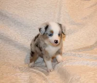 Levi, a male Miniature Australian Shepherd for sale in Valparaiso, IN – Photo 4 of 6