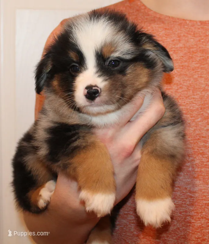 Bruno – Miniature Australian Shepherd puppy for sale in Valparaiso, IN