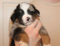 Beckett, a male Miniature Australian Shepherd for sale in Valparaiso, IN – Photo 6 of 6