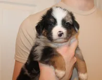 Beckett, a male Miniature Australian Shepherd for sale in Valparaiso, IN – Photo 5 of 6