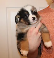 Bruno, a male Miniature Australian Shepherd for sale in Valparaiso, IN – Photo 3 of 4