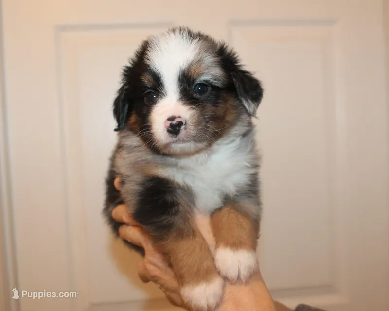 Beckett – Miniature Australian Shepherd puppy for sale in Valparaiso, IN