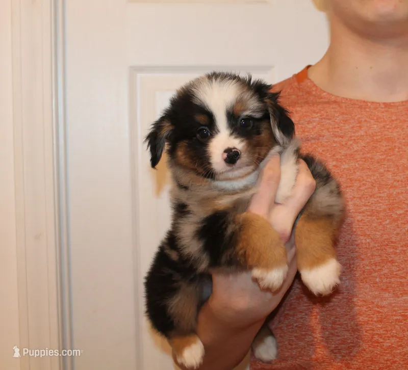 Bruno – Miniature Australian Shepherd puppy for sale in Valparaiso, IN