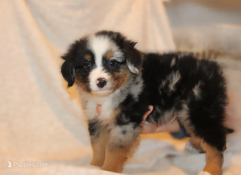 Bruno – Miniature Australian Shepherd puppy for sale in Valparaiso, IN