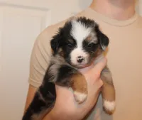 Beckett, a male Miniature Australian Shepherd for sale in Valparaiso, IN – Photo 2 of 6