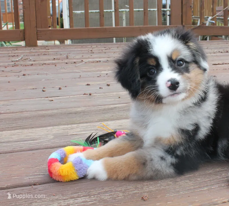 Bruno – Miniature Australian Shepherd puppy for sale in Valparaiso, IN