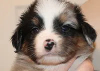 Beckett, a male Miniature Australian Shepherd for sale in Valparaiso, IN – Photo 4 of 6