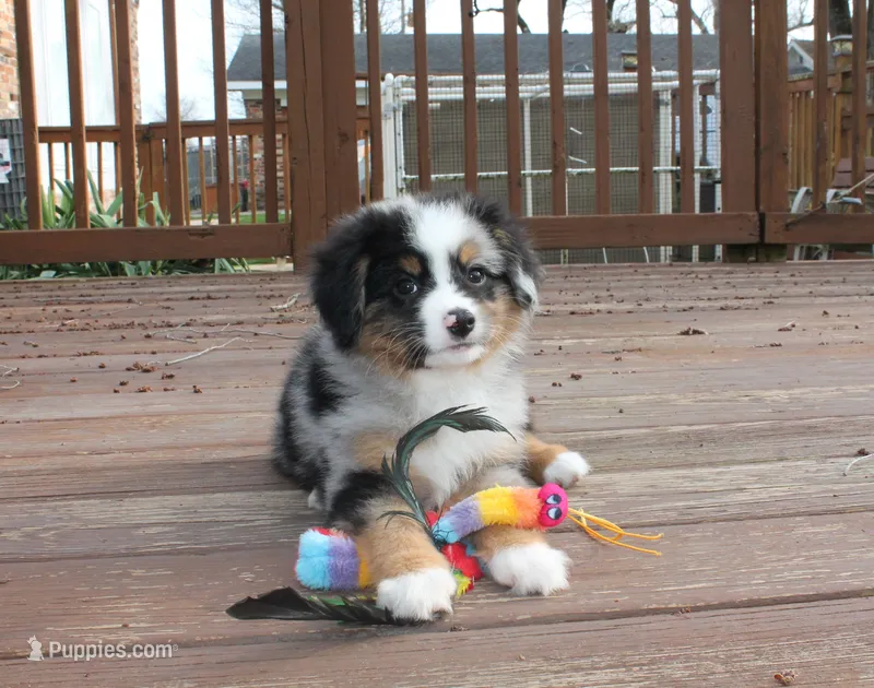 Bruno – Miniature Australian Shepherd puppy for sale in Valparaiso, IN