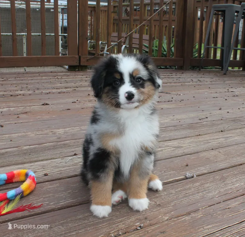 Bruno – Miniature Australian Shepherd puppy for sale in Valparaiso, IN