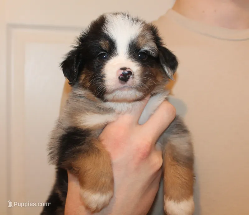 Beckett – Miniature Australian Shepherd puppy for sale in Valparaiso, IN