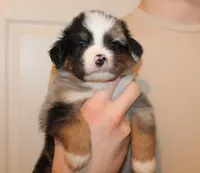 Beckett, a male Miniature Australian Shepherd for sale in Valparaiso, IN – Photo 3 of 6
