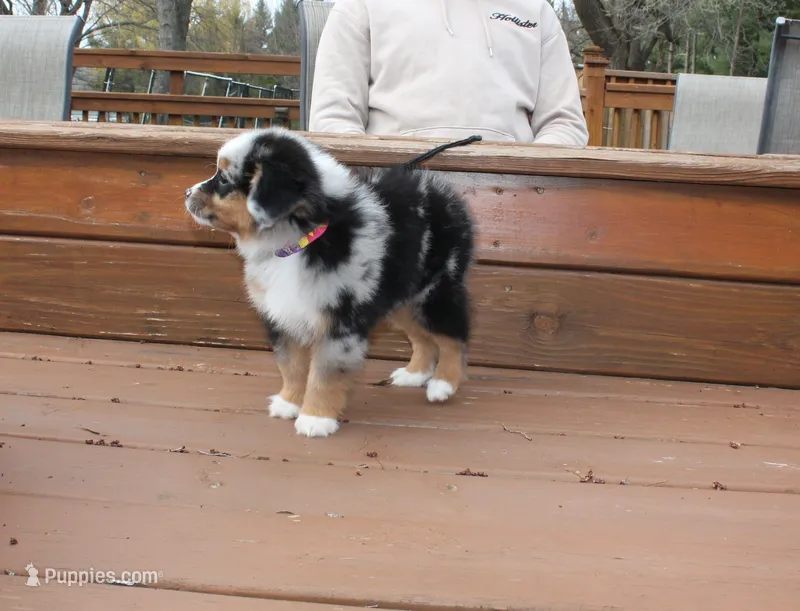 Bruno – Miniature Australian Shepherd puppy for sale in Valparaiso, IN
