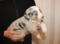 Brynn, a female Miniature Australian Shepherd for sale in Valparaiso, IN – Photo 3 of 5