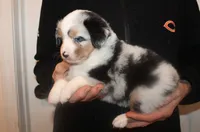Brynn, a female Miniature Australian Shepherd for sale in Valparaiso, IN – Photo 4 of 5
