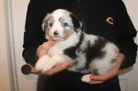 Brynn, a female Miniature Australian Shepherd for sale in Valparaiso, IN – Photo 1 of 5