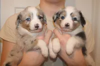 Brynn, a female Miniature Australian Shepherd for sale in Valparaiso, IN – Photo 5 of 5