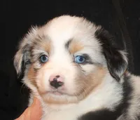 Brynn, a female Miniature Australian Shepherd for sale in Valparaiso, IN – Photo 2 of 5