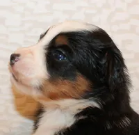 Bailey, a male Miniature Australian Shepherd for sale in Valparaiso, IN – Photo 3 of 3