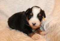 Bailey, a male Miniature Australian Shepherd for sale in Valparaiso, IN – Photo 1 of 3