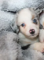 Dolly, a female Miniature Australian Shepherd for sale in Valparaiso, IN – Photo 2 of 3