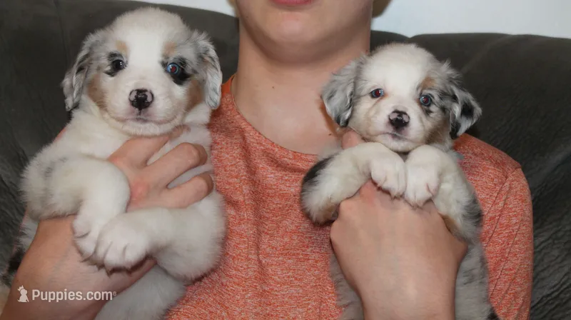 Dolly, a female Miniature Australian Shepherd for sale in Valparaiso, IN – Photo 1 of 3