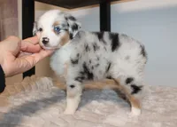 Dolly, a female Miniature Australian Shepherd for sale in Valparaiso, IN – Photo 3 of 3