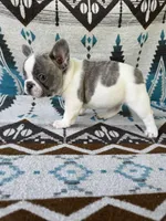 Rose, a female French Bulldog for sale in Warsaw, IN – 3 of 3