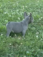 Lilly, a female French Bulldog for sale in Warsaw, IN – 3 of 4