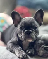 Finn, a female French Bulldog for sale in Warsaw, IN – 2 of 3