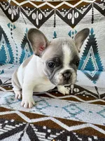 Miffy, a female French Bulldog for sale in Warsaw, IN – 2 of 3