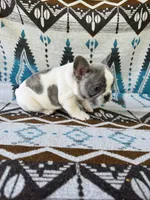 Rose, a female French Bulldog for sale in Warsaw, IN – 2 of 3