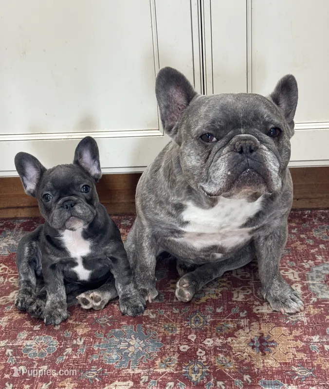 Finn – French Bulldog puppy for sale in Warsaw, IN