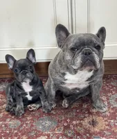 Finn, a female French Bulldog for sale in Warsaw, IN – 1 of 3