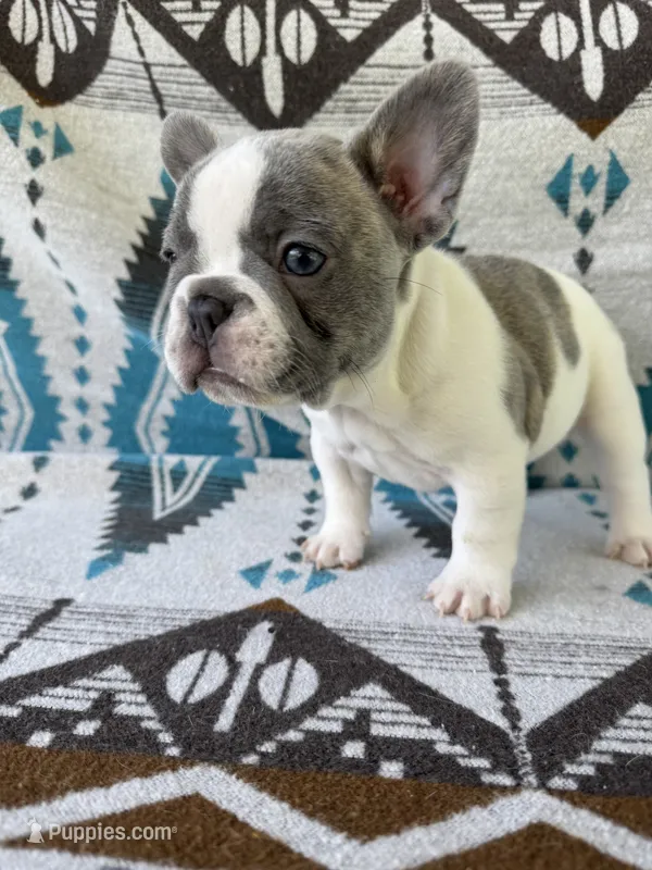 Rose – French Bulldog puppy for sale in Warsaw, IN