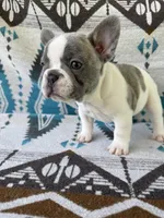 Rose, a female French Bulldog for sale in Warsaw, IN – 1 of 3
