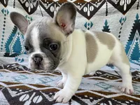 Miffy, a female French Bulldog for sale in Warsaw, IN – 1 of 3