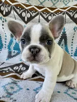 Lilly, a female French Bulldog for sale in Warsaw, IN – 2 of 2