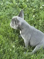 Lilly, a female French Bulldog for sale in Warsaw, IN – 2 of 4