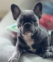 Finn, a female French Bulldog for sale in Warsaw, IN – 3 of 3