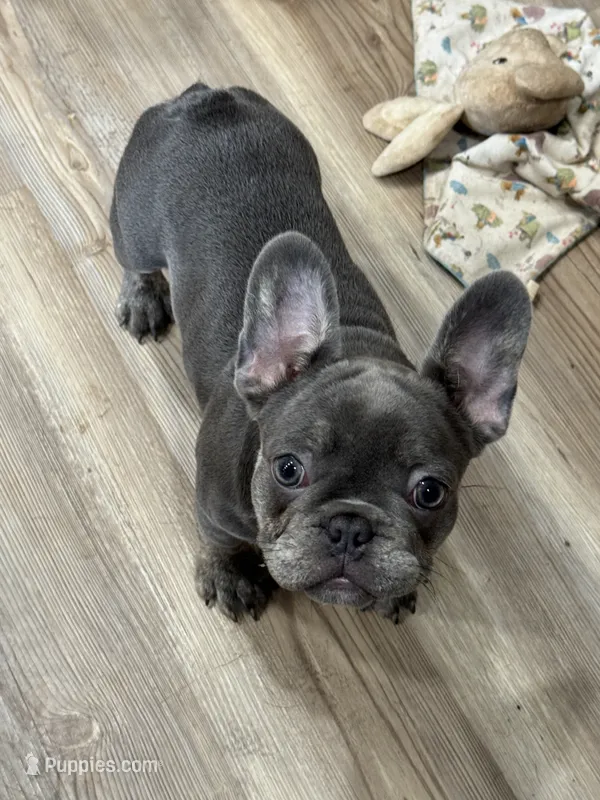 Lilly – French Bulldog puppy for sale in Warsaw, IN