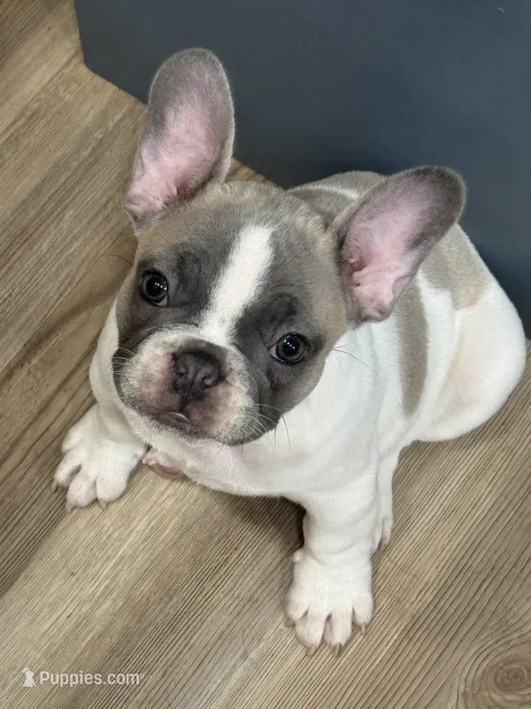 Miffy – French Bulldog puppy for sale in Warsaw, IN