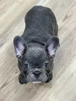 Harley, a female French Bulldog for sale in Warsaw, IN – 2 of 3