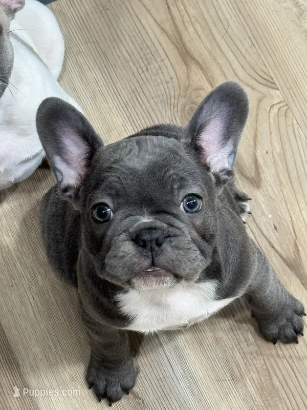 Harley – French Bulldog puppy for sale in Warsaw, IN