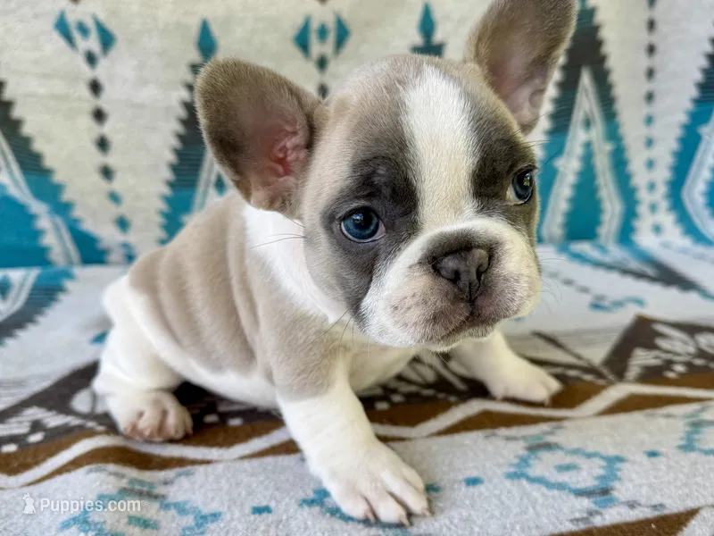 Lilly – French Bulldog puppy for sale in Warsaw, IN