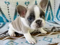 Lilly, a female French Bulldog for sale in Warsaw, IN – 1 of 2