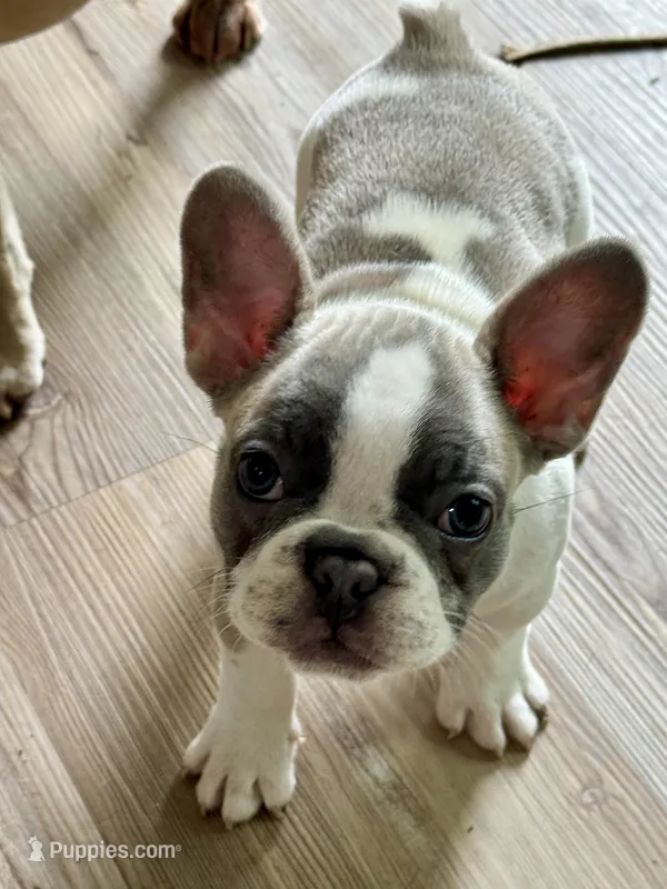 Lilly – French Bulldog puppy for sale in Warsaw, IN