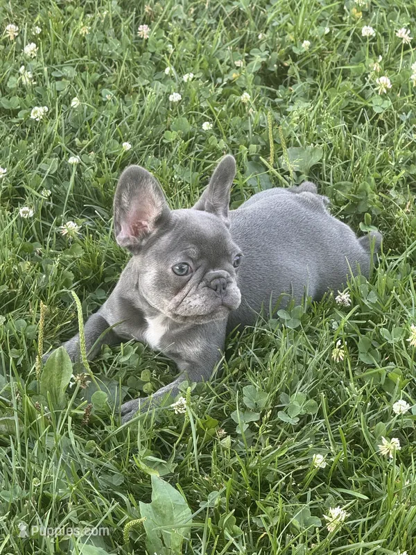 Lilly – French Bulldog puppy for sale in Warsaw, IN