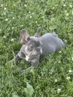 Lilly, a female French Bulldog for sale in Warsaw, IN – 1 of 4