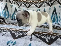 Miffy, a female French Bulldog for sale in Warsaw, IN – 3 of 3
