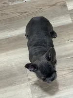 Harley, a female French Bulldog for sale in Warsaw, IN – 3 of 3